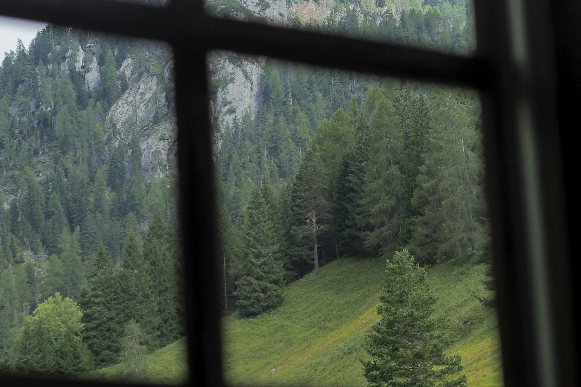 Pine-covered mountain slope seen through a clear window